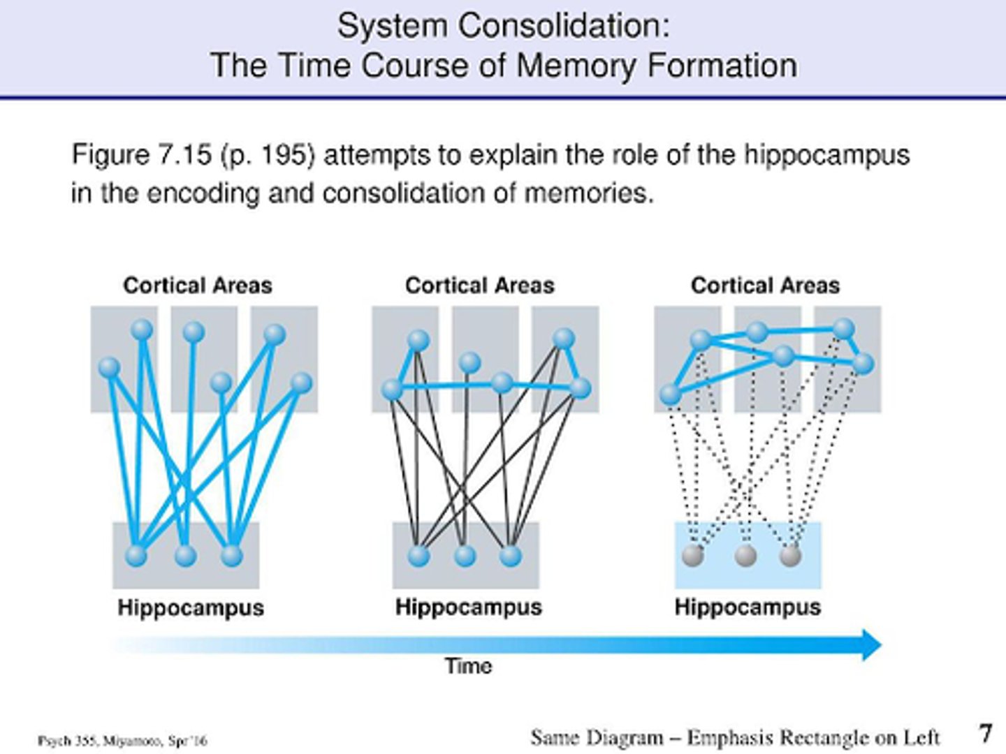 <p>What it is:The gradual reorganization of memory across different brain regions.</p><p>Timescale:Occurs over days, weeks, months, or even years.</p><p>Where it happens:Transitions memory dependence from the hippocampus to the neocortex (especially in declarative memory).</p><p>Biological mechanisms:Involves repeated reactivation of memory traces (e.g., during sleep), allowing for integration into long-term storage in the cortex.</p><p>Purpose:Makes the memory more permanent and resilient to hippocampal damage over time.</p><p>When you first learn something, your brain's "memory helper" (the hippocampus) holds onto it, kind of like a backpack carrying new notes. Over time, your brain slowly moves the memory into the "big library" (the cortex), where it gets stored safely so you don't always need the backpack.</p><p>okay more permanent with experiences</p><p>long-term potentiation (LTP) – enhanced neural processing that results from the strengthening of synaptic connections.</p>