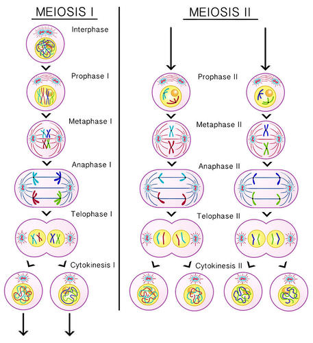 <p><strong>Meosis I</strong></p><ol><li><p>Prophase I: homologous chromosomes pair up, condense, and crossing over occurs (exchange their genetic info)</p></li><li><p>Metaphase I: homologous chromosomes align in pairs in the middle of the cell (so 2 lines essentially)</p></li><li><p>Anaphase I: chromosomes pulled away by spindle fibers</p></li><li><p>Telophase I + Cytokinesis: Cell splits in two haploid cells (half the chromosomes of the diploid cell)</p></li></ol><p></p><p><strong>Meoisis II</strong></p><ol><li><p>Prophase II: Homologous chromosomes condense</p></li><li><p>Metaphase II: Chromosomes allign in the middle (single file)</p></li><li><p>Anaphase II: chromatids are pulled away by the spindle fibers</p></li><li><p>Telophase II + cytokinesis: cells divides again → 4 identical haploid cells</p><p></p></li></ol><p></p>