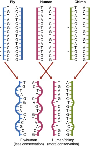 <p>Enkeltrådete DNA molekyler med komplementære sekvenser som danner H-bindinger til hverandre.</p>