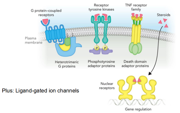 <ul><li><p>G-protein coupled receptors → heterotrimeric G proteins</p></li><li><p>receptor tyrosine kinases → phosphotyrosine adaptor proteins</p></li><li><p>TNF receptor family → death domain adaptor proteins</p></li><li><p>steriods → nuclear receptors → gene regulation</p></li><li><p>Ligand-gated ion channels</p></li></ul><p></p>