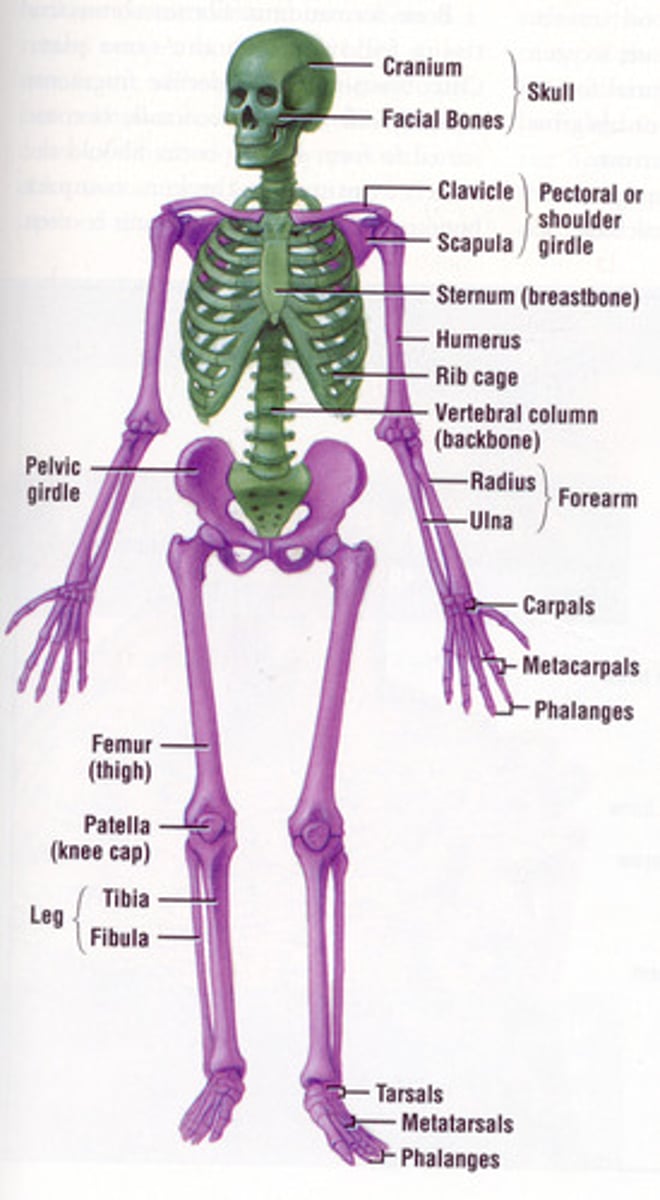 <p>pectoral girdle, upper limbs, pelvic girdle, lower limbs</p>