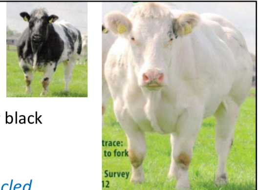 <p>BEEF CATTLE BREEDS: what is the breed, origin, size, horns, and their traits?</p>