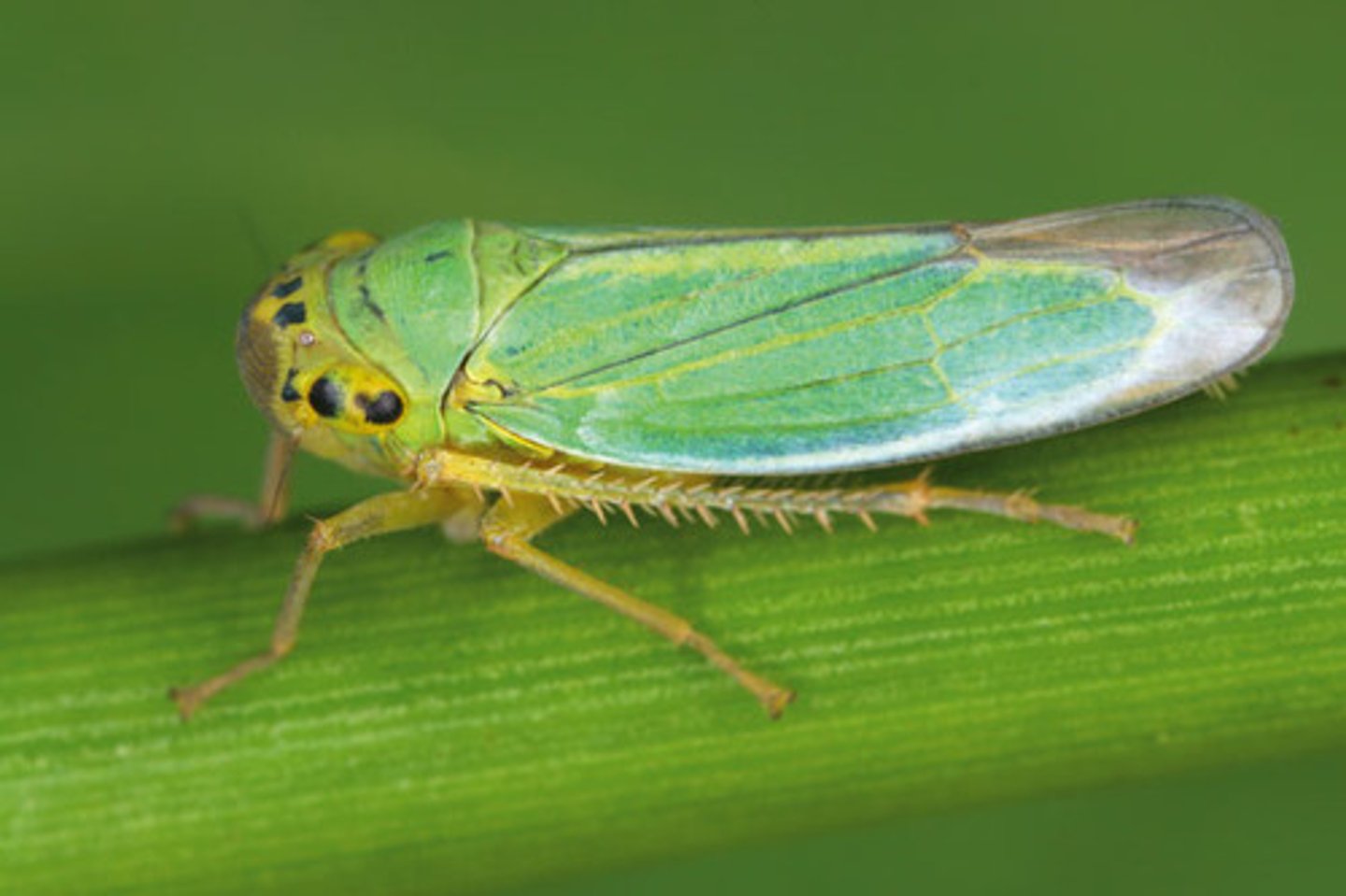 <p>(leafhoppers and sharpshooters)</p><p>- Can be very damaging (Feeding)</p><p>Disease transmission (Pierce's disease)</p><p>- Excessive honeydew production</p><p>- Some have extraordinary jumping mechanism: "gear-like" structure on base of hind legs, keeping legs synchronized when insect jumps</p>
