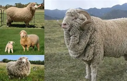 <ul><li><p>Origin: Spain</p></li><li><p>Color: white</p></li><li><p>Skin folds, wool extends down legs</p></li><li><p>Horns: rams are horned, ewes are polled</p></li><li><p>Traits: High quality, fine wool, breed year-round</p></li></ul><p></p>