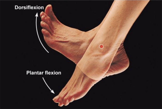 <p><span>plantar flexion</span></p>