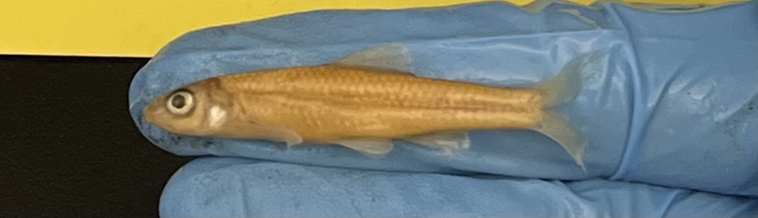 <p>Orangefin Shiner</p>