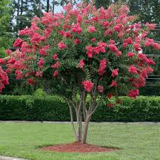 <p>Crape Myrtle</p>