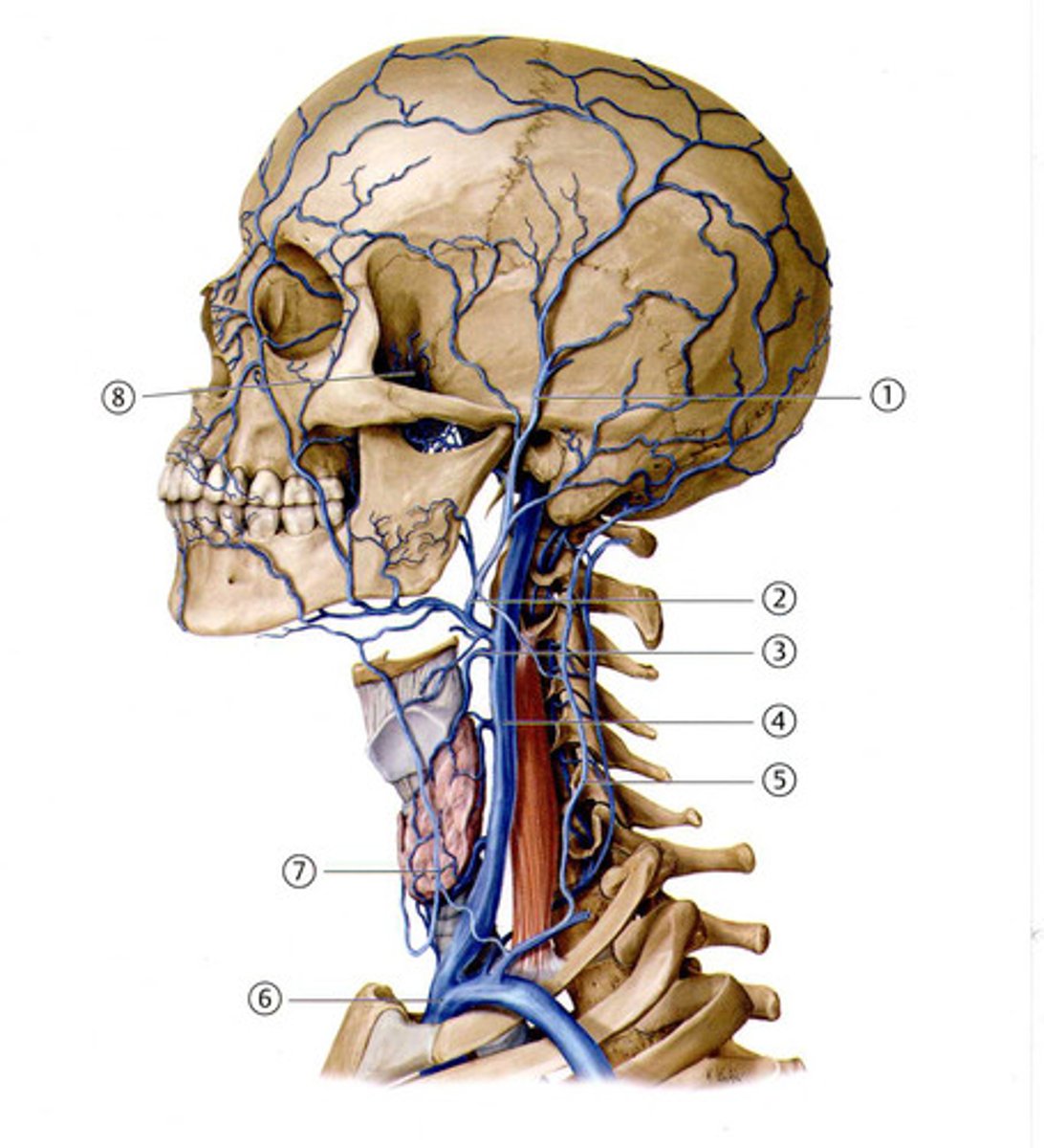 <p>Tre olika vena jugularis: </p><p>Externa (Nr. 5)</p><p>Interna (Nr. 4)</p><p>Anterior (Nr. 7)</p>