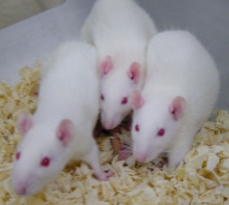 <p>RATS&nbsp;(Rattus norvegicus)</p><p>Strain (L)</p><p>Colour</p><p>Characteristics</p>
