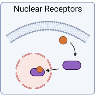 <p>Intracellular receptors that regulate gene expression.</p>