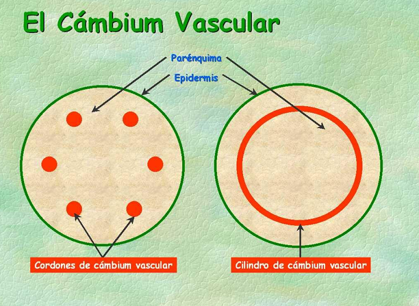 <ul><li><p>Meristemo lateral con estructura de cordones longitudinales o de cilindro hueco,</p></li><li><p>Forma tejidos vasculares secundarios</p></li><li><p>Localizado entre el xilema y floema</p></li></ul>