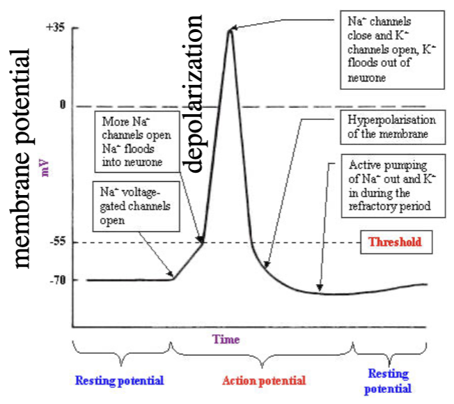 <p>rapid depolarization of membrane potential during neuron activity</p>