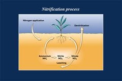 - The conversion of soil N into nitrous oxide (N2O) gas which returns to the atmosphere