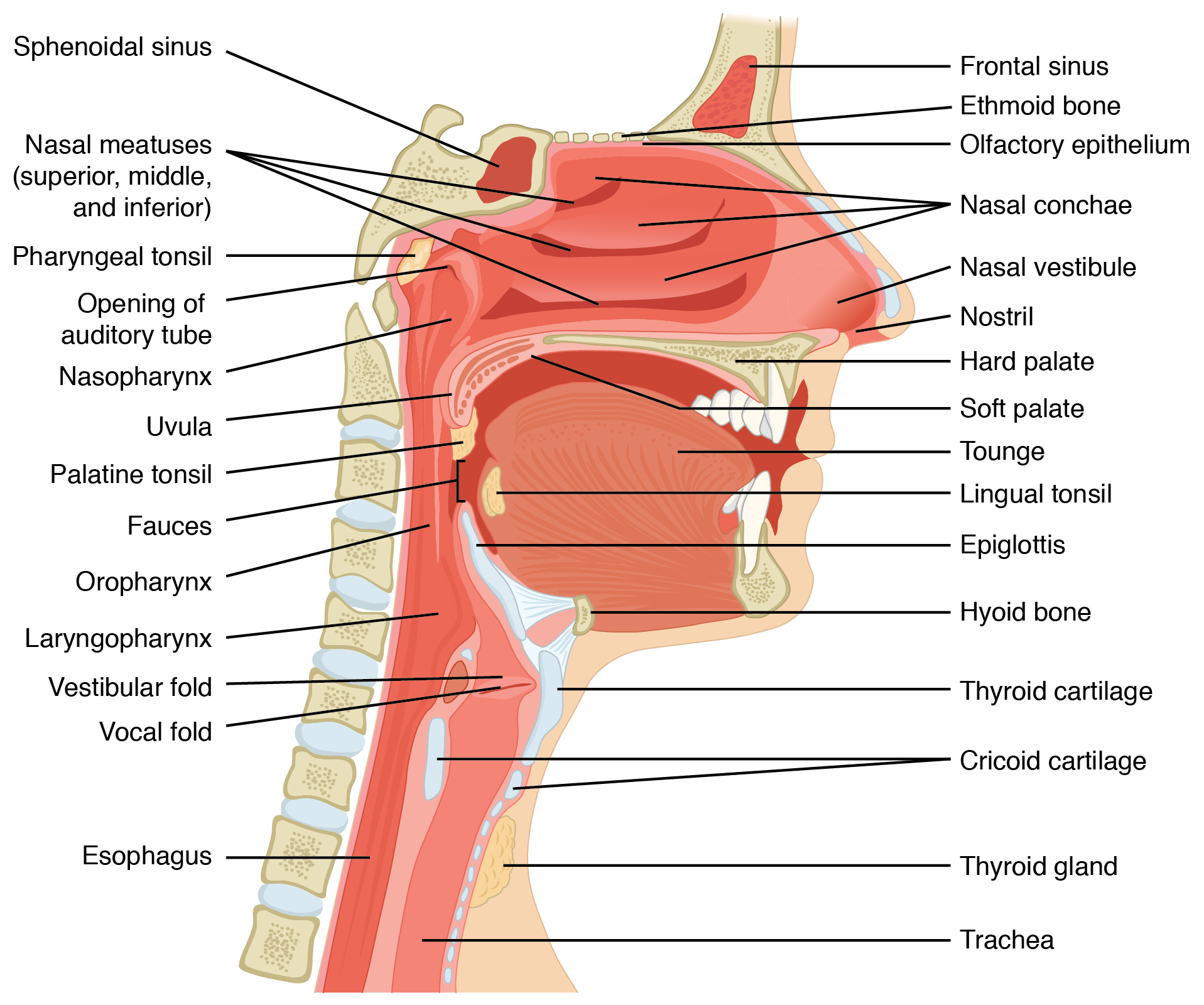 <ol><li><p>External nose</p></li><li><p>Nasal cavity</p></li><li><p>Pharynx</p></li><li><p>Respiratory epithelium</p></li><li><p>Larynx</p></li></ol>