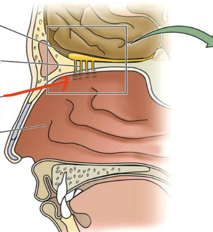<p>The tissue inside the nasal cavity that contains sensory cells called <strong>olfactory receptor neurons</strong>. These neurons are responsible for detecting odors.</p>