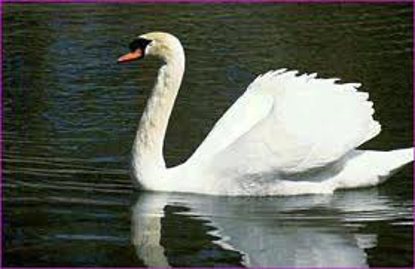 <p>swan</p>
