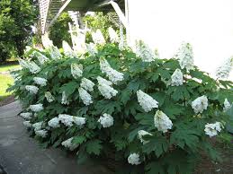<p><span>Hydrangea quercifolia / Oakleaf Hydrangea</span></p>