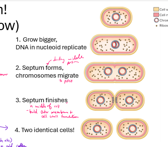 <ol><li><p>grow larger, DNA in nucleoid replicate</p></li><li><p>septum forms, chromosomes migrate to poles</p></li><li><p>septum finishes forming in middle of cells, outer membrane and cell wall foundation</p></li><li><p>two identical cells</p></li></ol><p></p>
