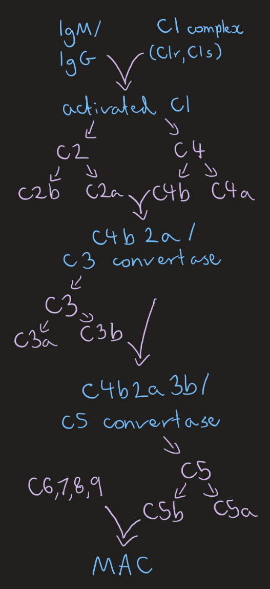 <ul><li><p>Triggered by antibody/ antigen complexes, C3b opsonisation, C3a and C5a are pro-inflammatory mediators </p></li></ul><p></p>
