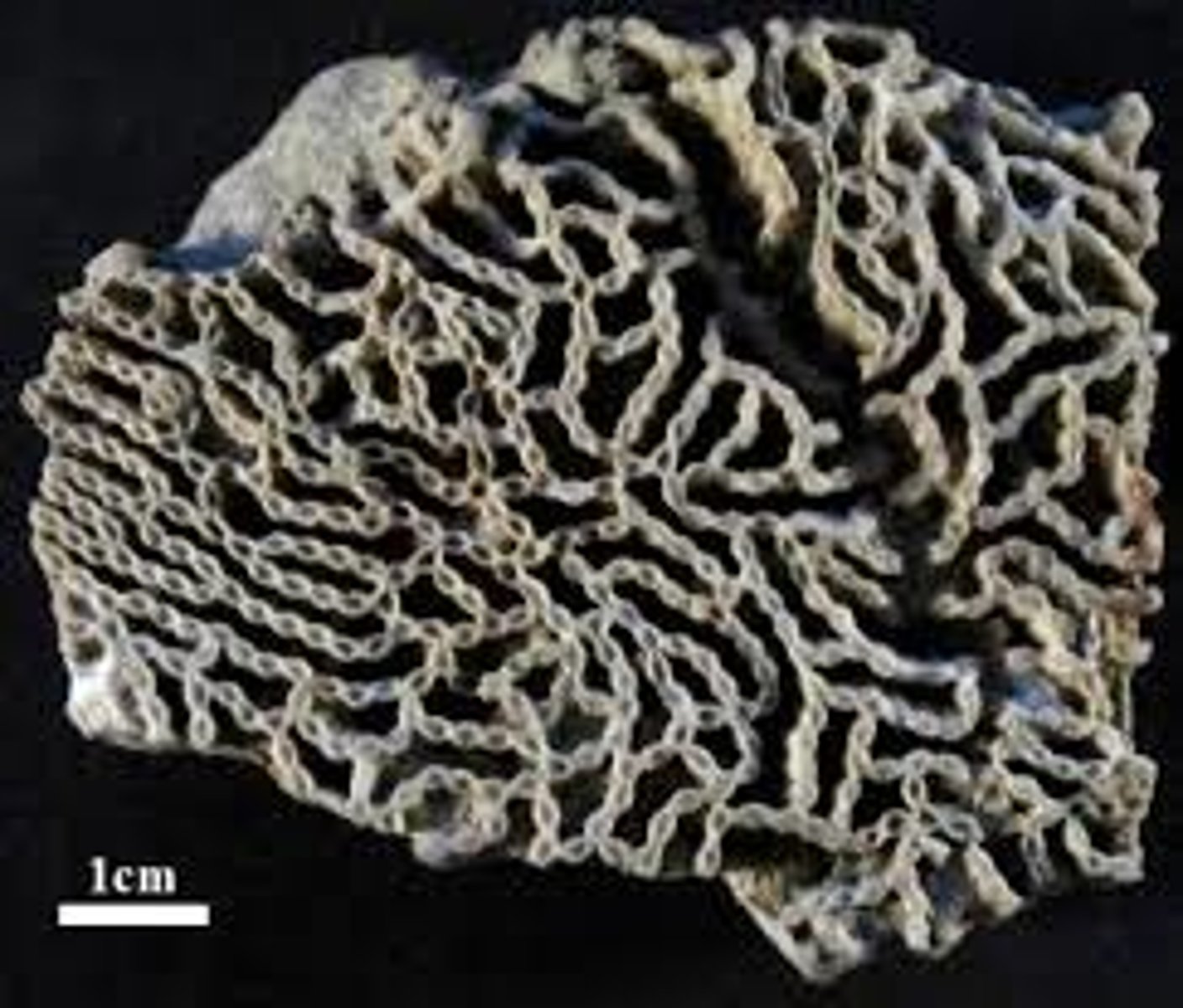 <p>extinct genus of corals found as fossils in marine rocks from the Late Ordovician Period to the end of the Silurian Period (461 million to 416 million years ago)</p><p>Phylum Cnidaria; Order Tabulata</p>