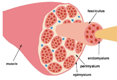 Epimysium, Perimysium, Endomysium
