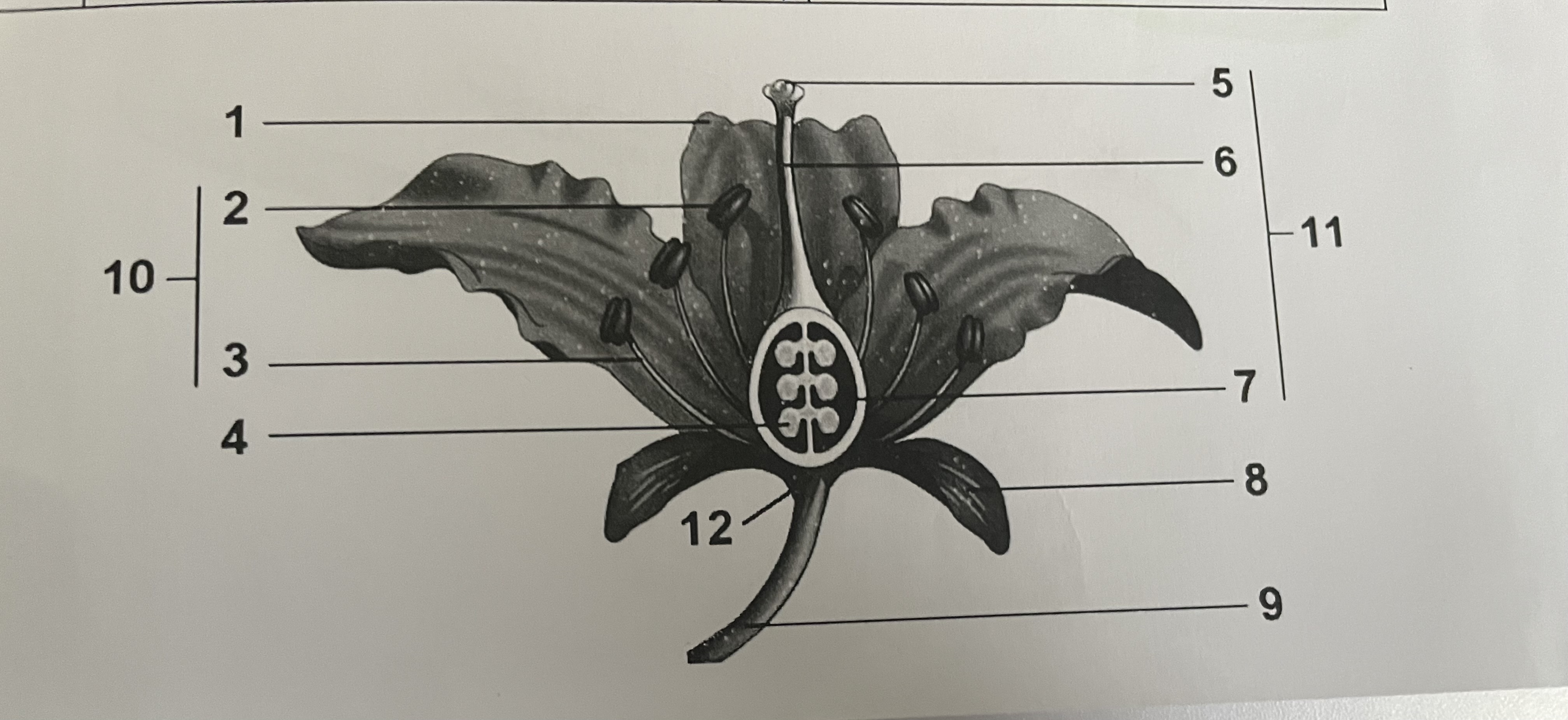 <p>geef de naam van de bloemdelen</p>