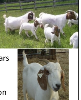 <p>GOAT BREEDS: what is the breed, origin, color, ears, horns, traits?</p>