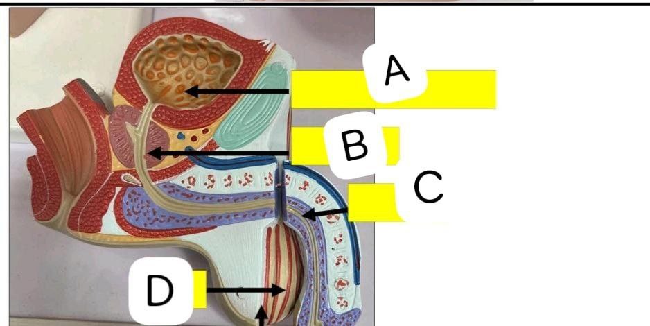 <p>Identify the following and mention the functions of (D)</p>