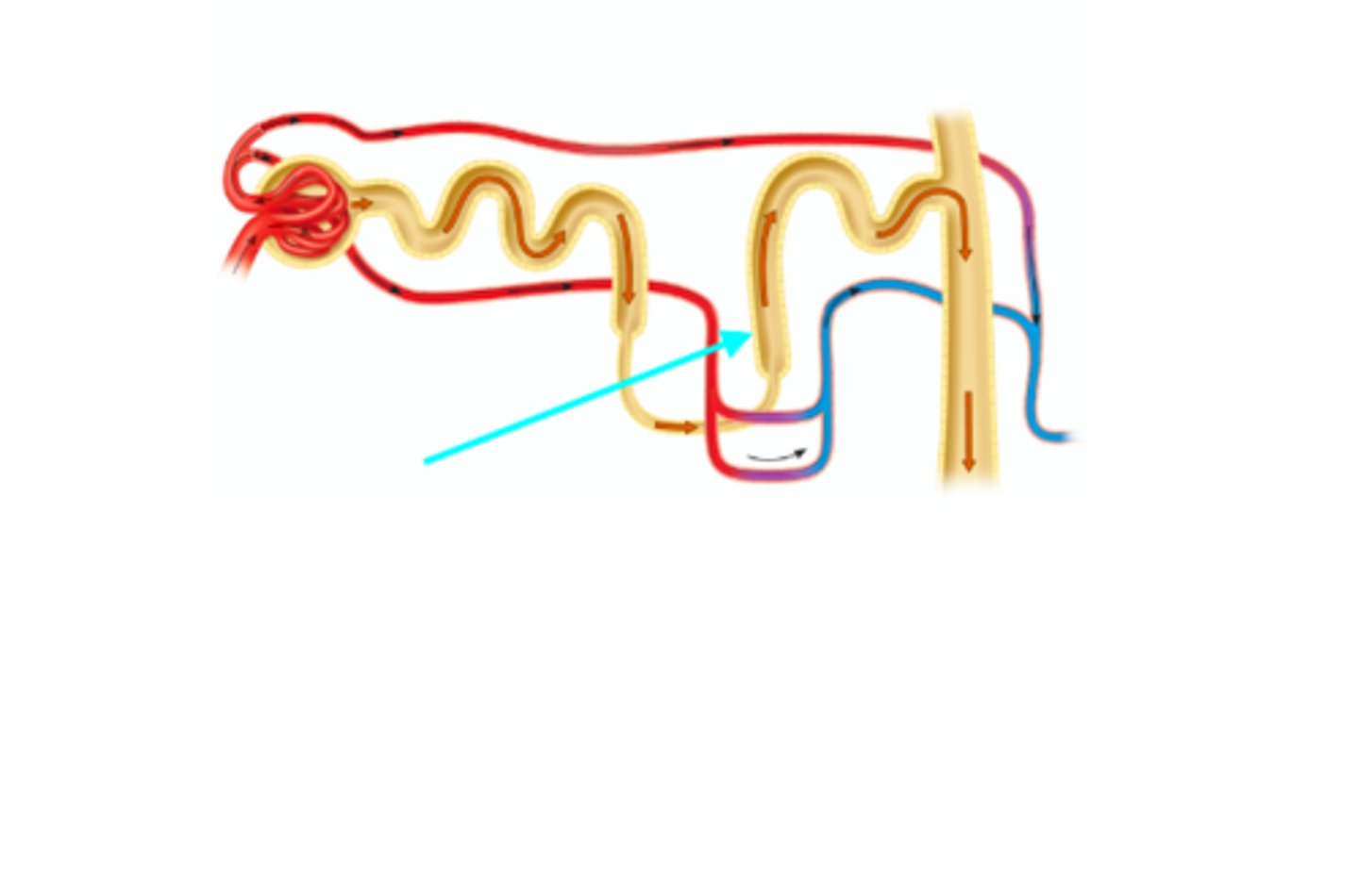 <p>What structure of the kidneys is the blue arrow pointing at?</p>