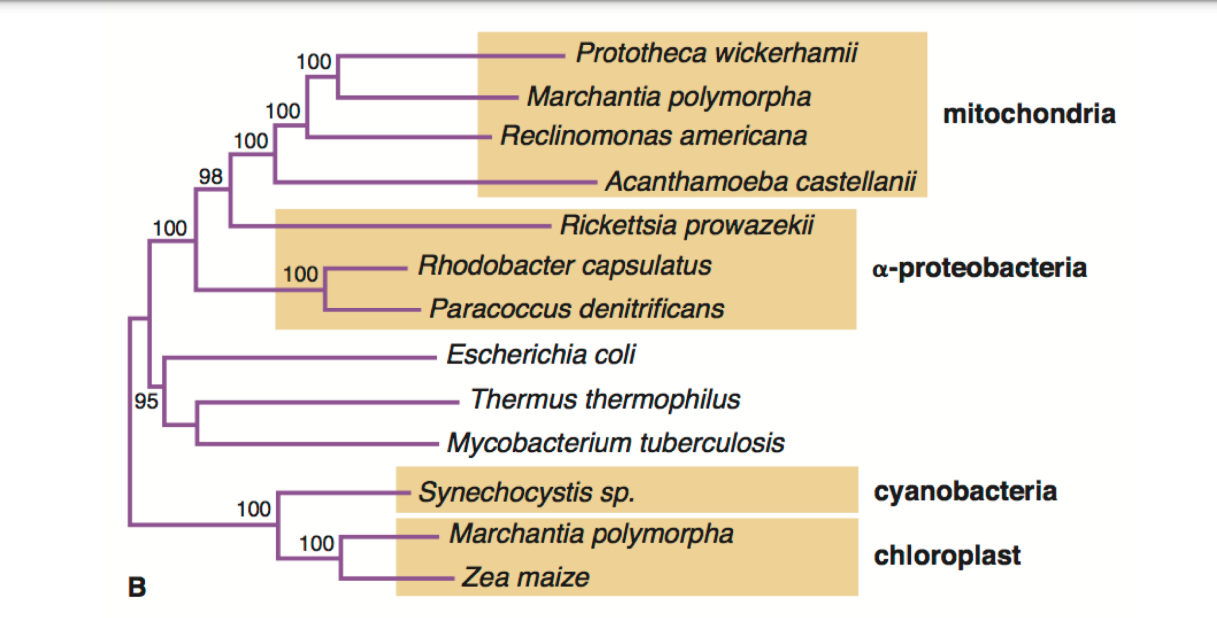 <p>From this graph is mitochondria more related to alpha bacteria or e coli </p>