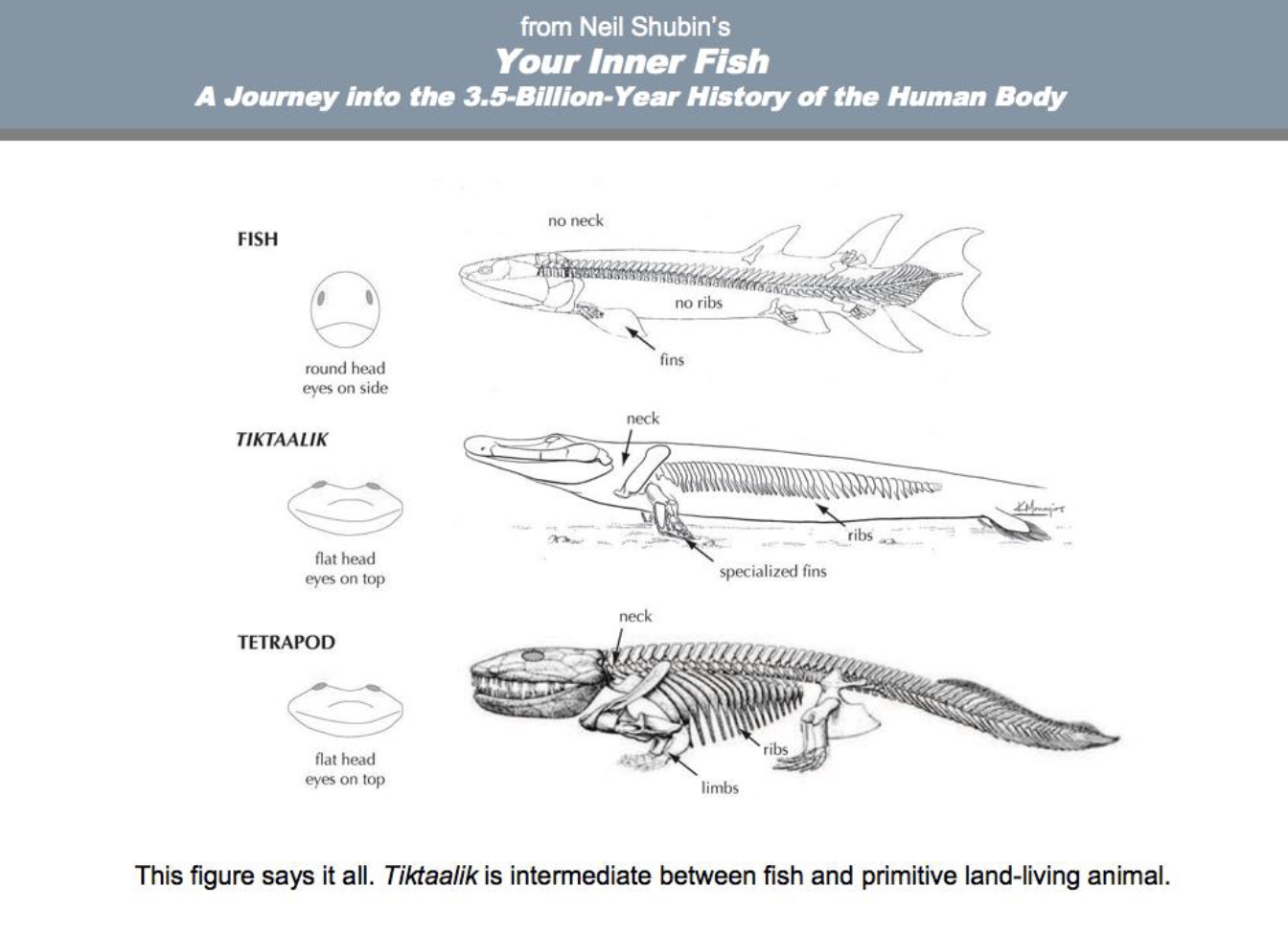 <p>“fishapod”</p>