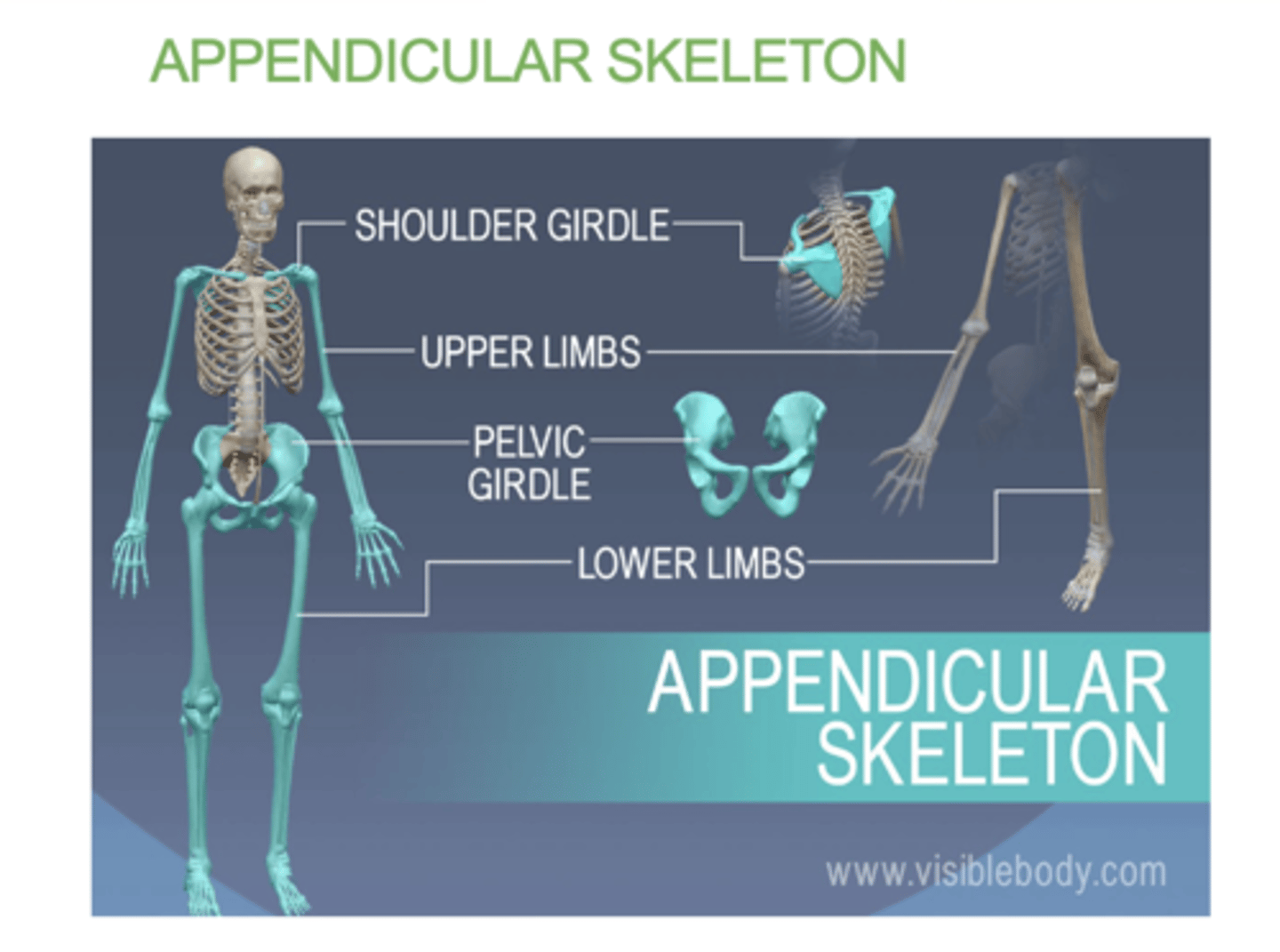 <p>(Appendicular = Attachments)</p><p>• Shoulder girdle</p><p>• Upper limbs</p><p>• Pelvic girdle</p><p>• Lower limbs</p>