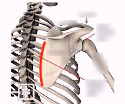 <p><span>where scapula sits against the ribs</span></p>