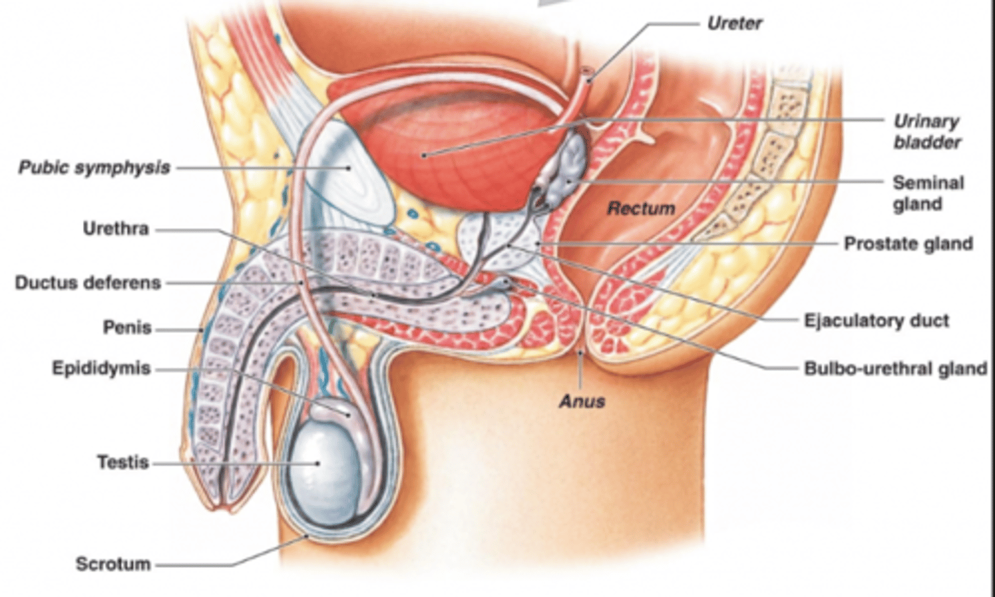 <p>B</p><p>The external male genital structures include the penis and scrotum. The testis, epididymis, and vas deferens are internal structures.</p>