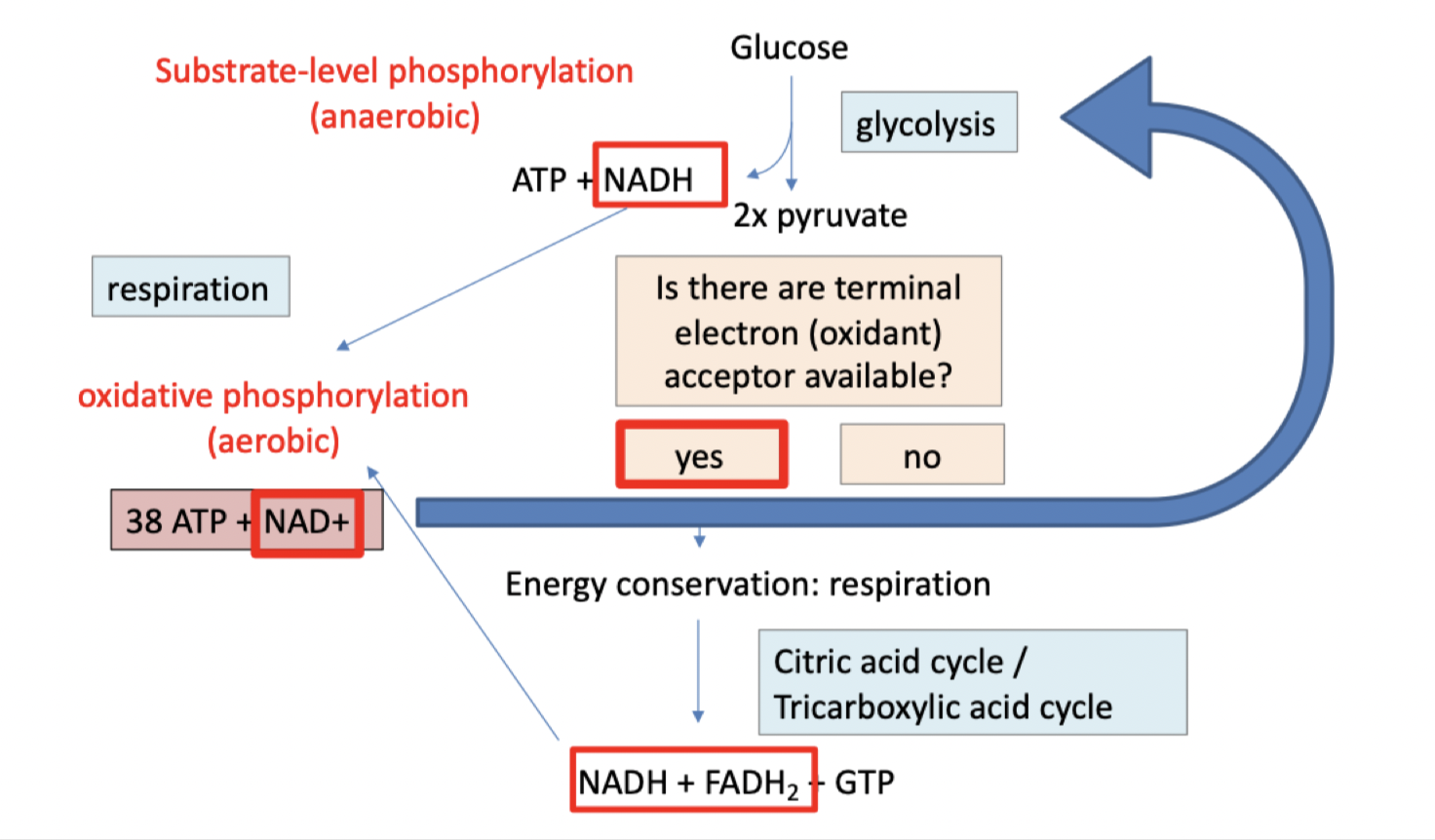 **Glycolysis**      