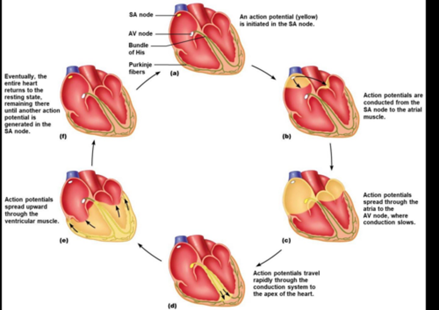 <p>Atrial depolarization (atriums contract)</p>