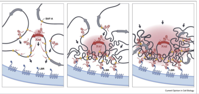 <ul><li><p>Xist serves as a scaffold for various RNA binding proteins (RBPs)</p></li><li><p>SAF-A links Xist to the chromosome, while Lamin-B receptor links it to the nuclear lamina</p></li><li><p>Causes X chromosome to clump together and facilitates spread of Xist</p></li></ul><p></p>