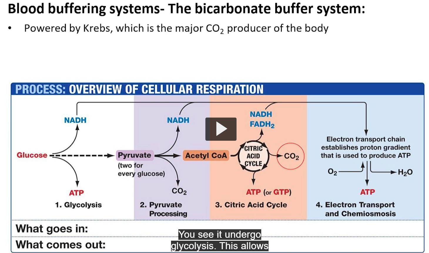 <ol><li><p>glucose comes into the body</p></li><li><p>glucose undergoes glycolysis</p></li><li><p>formation of pyruvate and addition of proton to NAD, and production of ATP.</p></li><li><p>pyruvate gets processed further</p></li><li><p>this ultimately tells you that you are producing a lot of CO2 in the end.</p></li></ol><p></p>