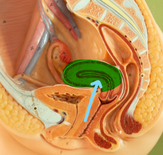 <p>Uterus</p>
