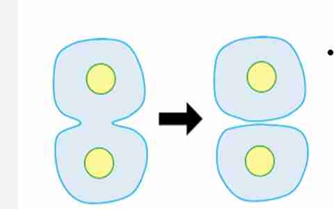 <p>Completes the full stage</p><p>of cell cycle. Occurs when the</p><p>cytoplasm from the</p><p>original cell divides and</p><p><strong>forms two new cells</strong></p>