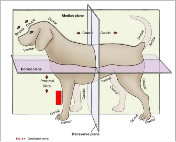 <p>What is the directional term blocked out in red?</p>