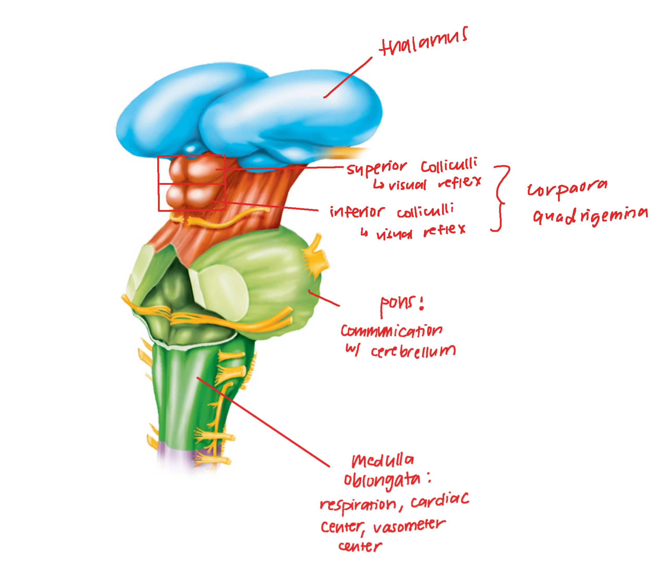 <p>**correction: inferior colliculi = auditory reflex</p>