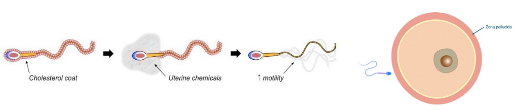The surface of the sperm undergoes functional changes while in the female reproductive tract that allow it to fertilize the egg cell. 

Its cholesterol coat is dissolved which improves motility, and the acrosome cap is destablised.