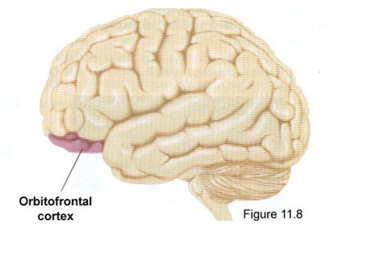 <p>above the eyes involved in <b>sensory integration</b><br>- associating taste to a flavor<br>- decision making based on reward/punishment<br>- regulates planning behavior<br><br>!! taking in sensory information, evaluating what we do with that, then deciding &amp; planning what to do and how to do it</p>