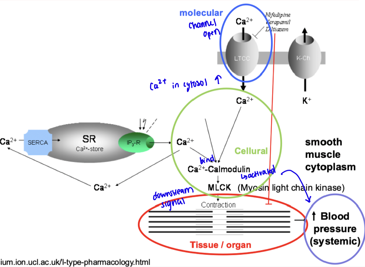 <p>Normally agonist binds, conformational change opening Ca2+ channel</p><p>Rush of Ca2+ which binds calmodulin</p><p>Downstream signalling: Activation myosin light chain kinase (MLCK), leads to increase smooth muscle contraction, reducing vasodilation, <strong>increase in blood pressure</strong></p>