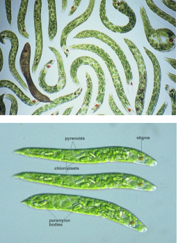 <p>Euglena</p>