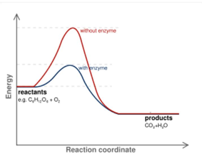 <p>they speed things up by lowering the activation energy. making it easier for a reaction to occur</p>