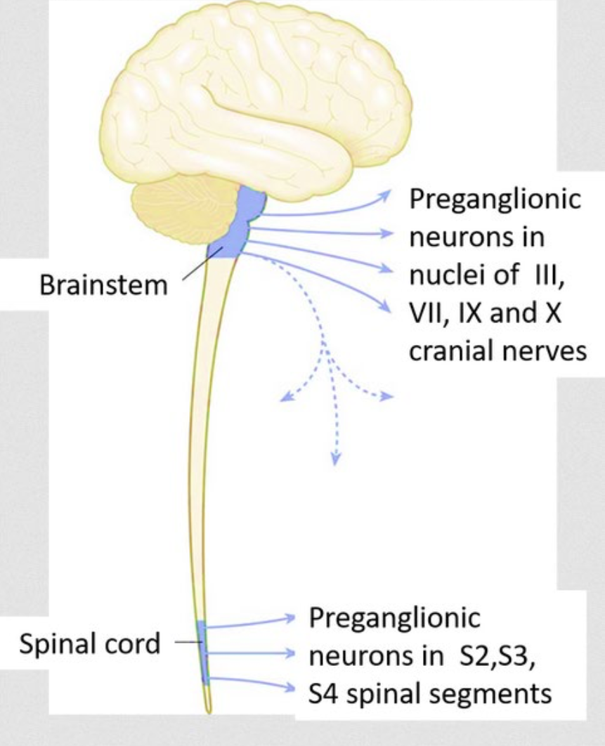 <p>What system is shown in this image</p>