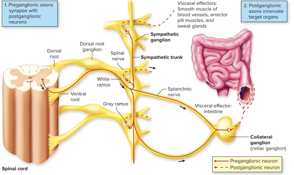 <p>bc preganglionic neurons can branch &amp; synpase in ganglia at any level there is:</p><ol><li><p><strong>Divergence</strong>: one preganglionic neuron synapses on several postganglionic neurons at different levels</p></li><li><p><strong>Convergence</strong>: Several preganglionic neurons at different levels synpase on one postganglionic neuron&nbsp;</p></li></ol><ul><li><p>allows the sympathetic division to act as a SINGLE unit through mass activation &amp; to be <strong>tonically active</strong></p></li></ul><p> </p>