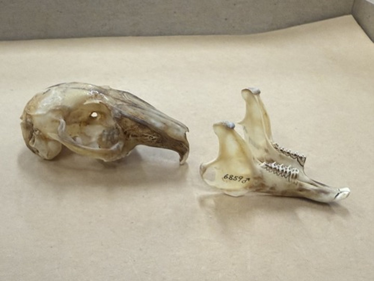 <p>Genus</p><p>-narrow</p><p>-skull outlined by sutures</p>